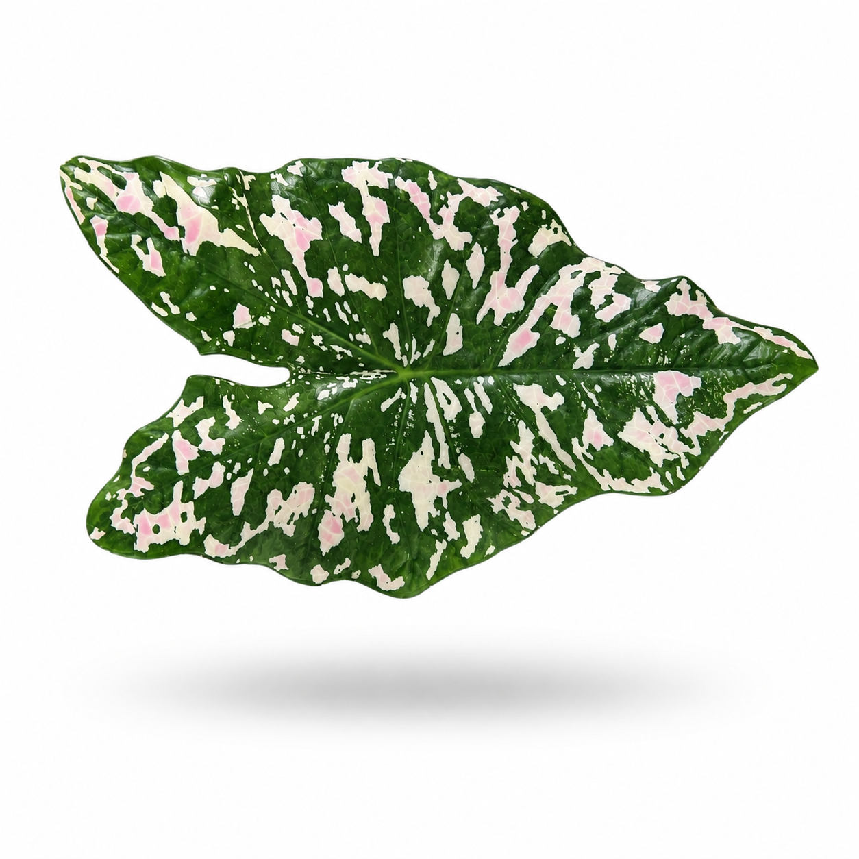 Angel Wing Inspired Botanical Luxury Centerpiece – Handcrafted Resin-on-Wood