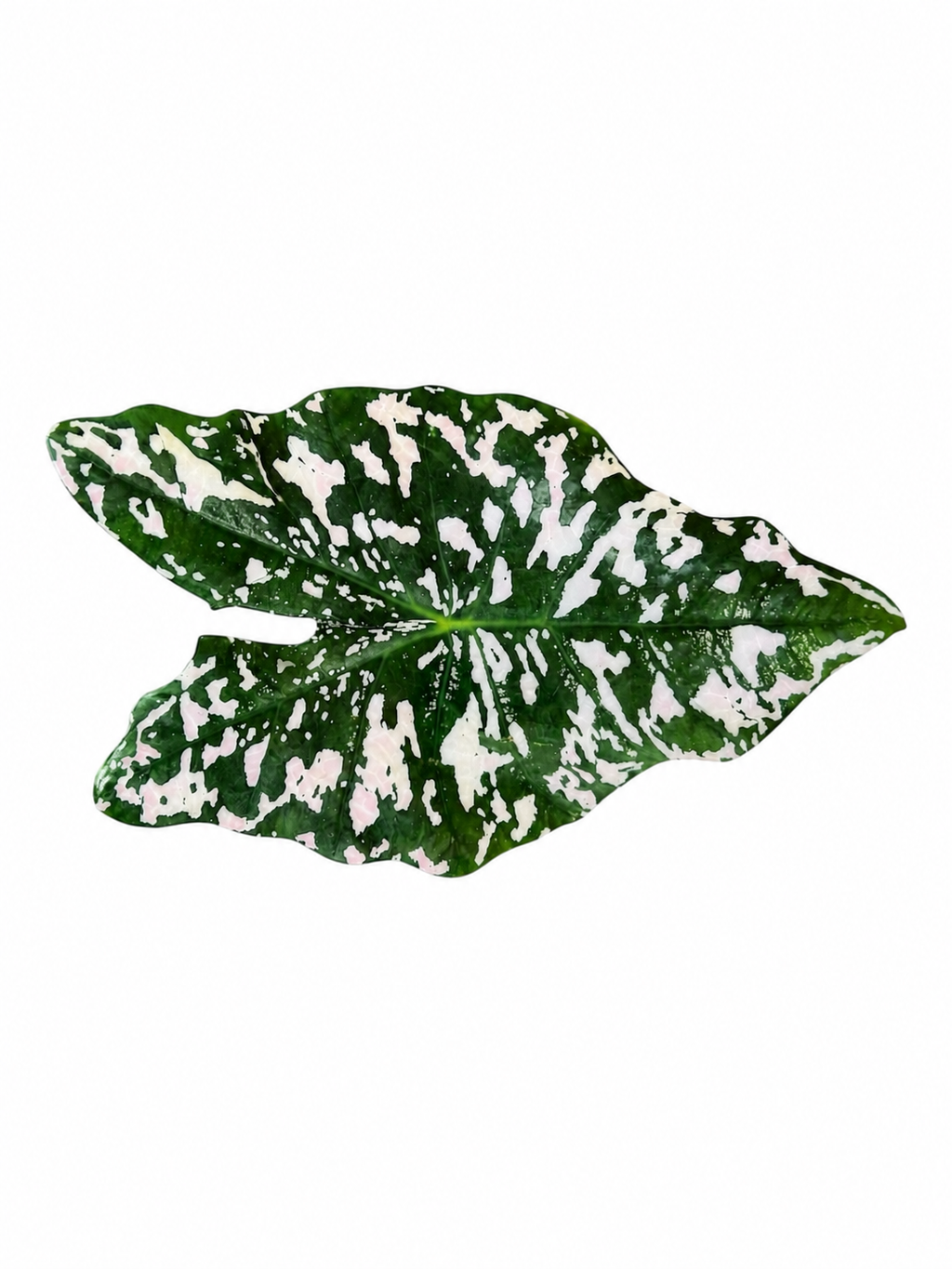 Angel Wing Inspired Botanical Luxury Centerpiece – Handcrafted Resin-on-Wood