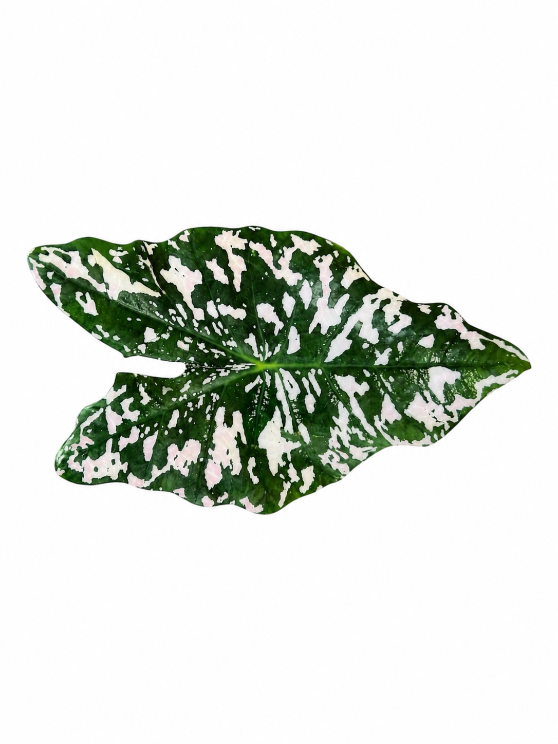 Angel Wing Inspired Botanical Luxury Centerpiece – Handcrafted Resin-on-Wood