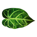 Artisan  Centerpiece:Velvet Anthurium Leaf