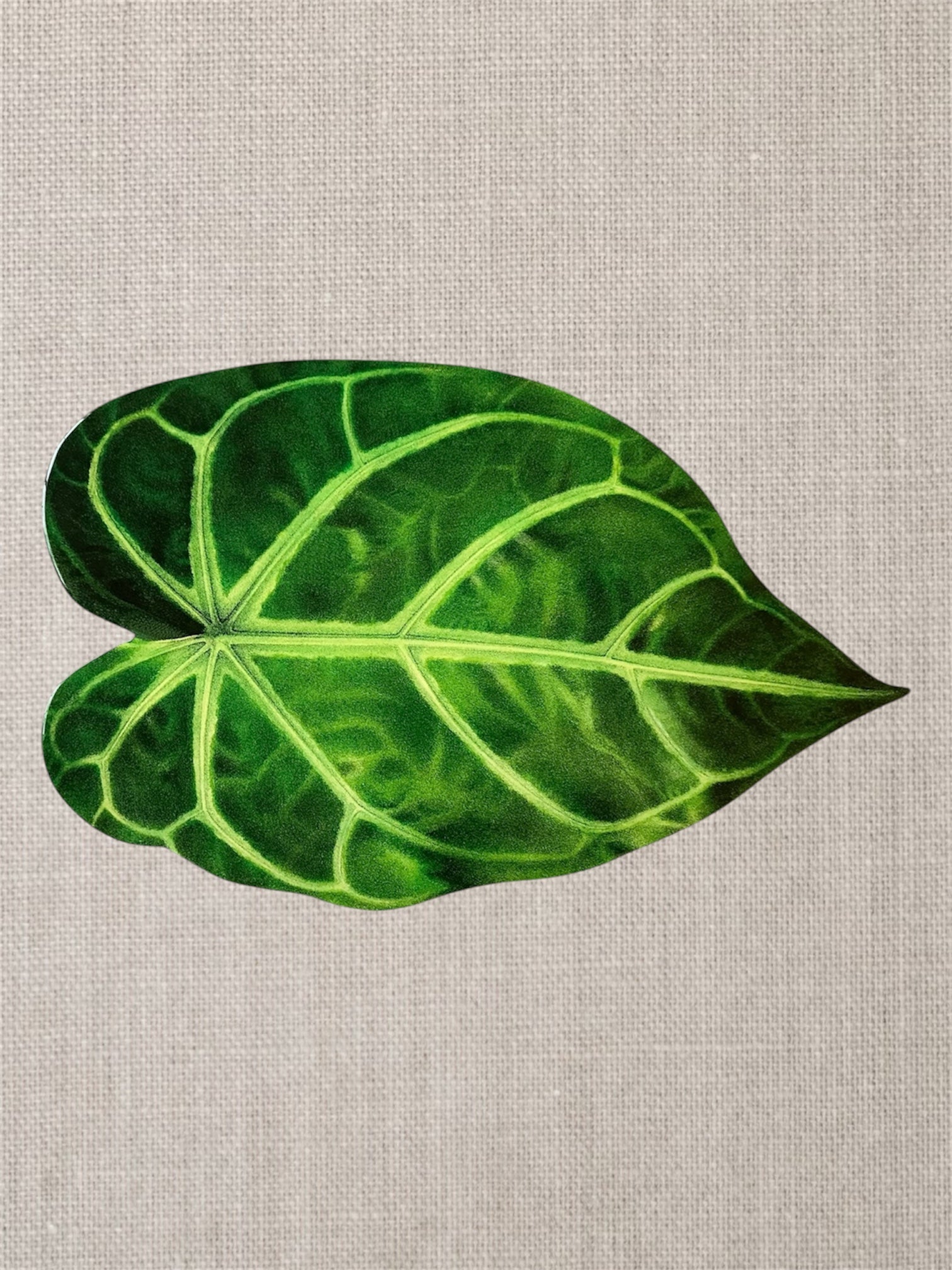 Artisan  Centerpiece:Velvet Anthurium Leaf
