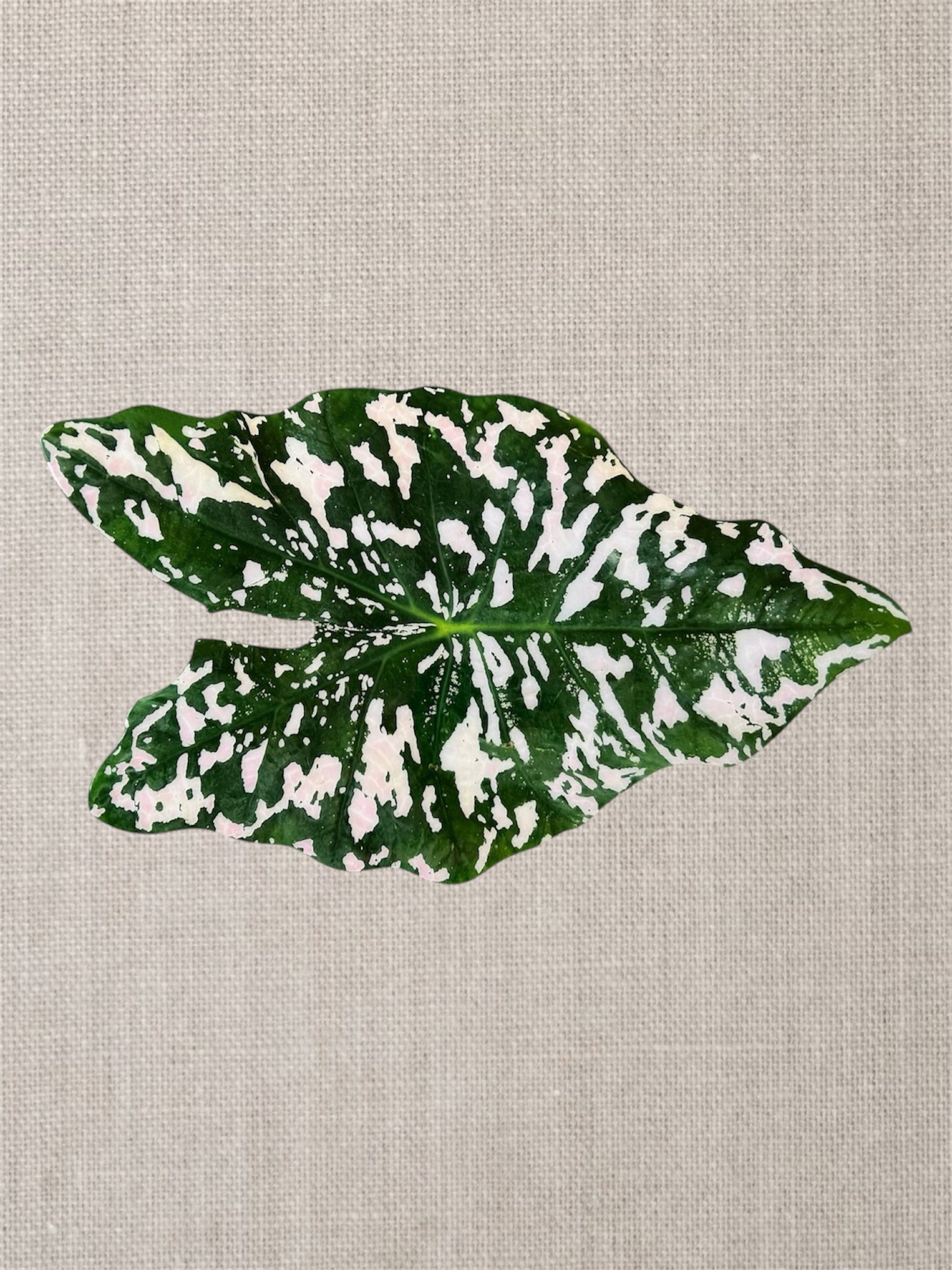 Artisan Centerpiece: Caladium Leaf Resein