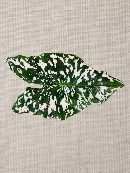 Artisan Centerpiece: Caladium Leaf Resein