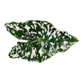 Artisan Centerpiece: Caladium Leaf Resein